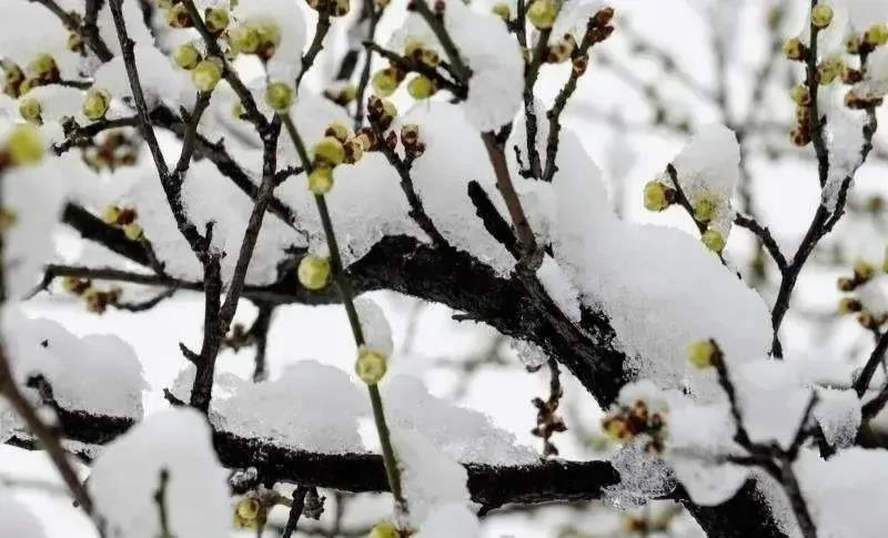 預防倒春寒,植物生長調節劑有大用!(圖2) 預防倒春寒,植物生長調節劑有大用!(圖2)